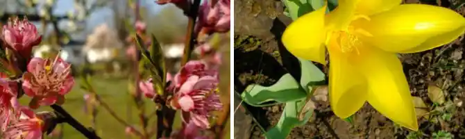 Blüten im Frühling