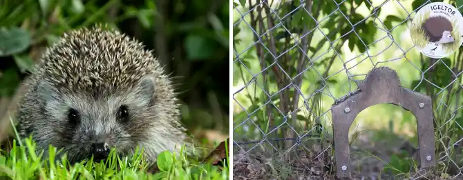 Igel und Igelpforte