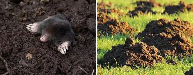 Maulwurf und Maulwurfshügel